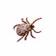 Ticks