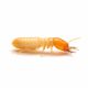Worker Termite